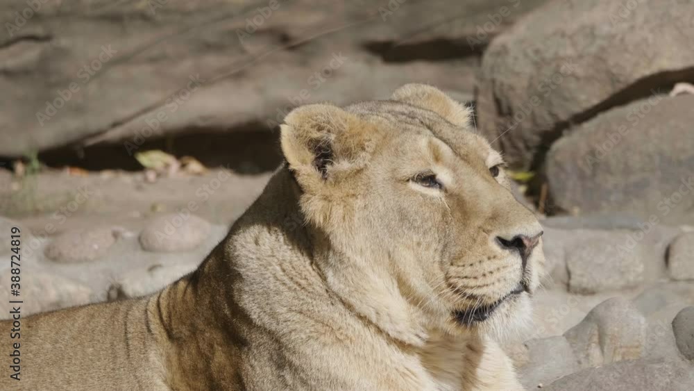 Portrait lioness basking in the warm sun after dinner. Portrait lioness basking in the warm sun after dinner.