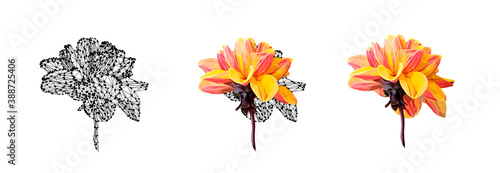 Vector set of yellow flower isolated on white background. Bright sunny summer detailed and accurate design in low poly style. Floral design element.