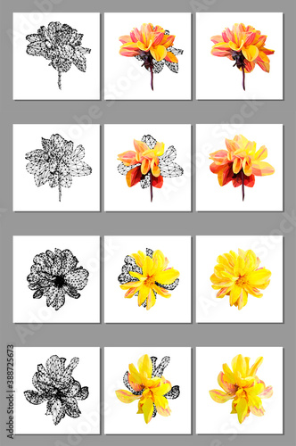 Vector set of yellow flower isolated on white background. Bright sunny summer detailed and accurate design in low poly style. Floral design element.