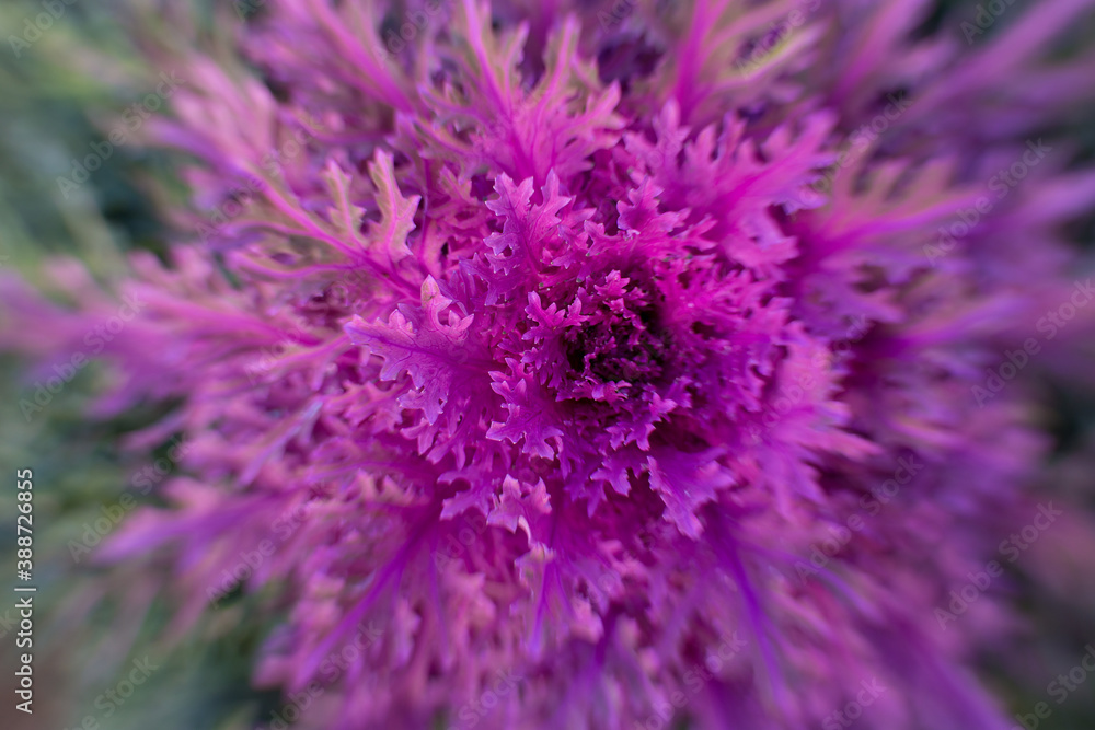 decorative pink cabbage in the garden decorative pink cabbage in the garden
