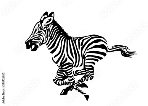 Vector zebra running isolated on white background  illustration for logo and design