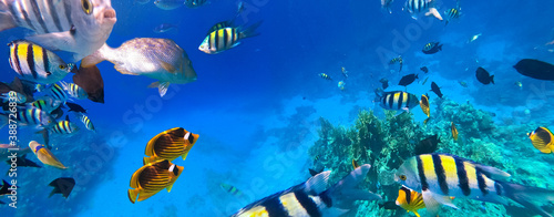 Underwater Colorful Tropical Fishes.