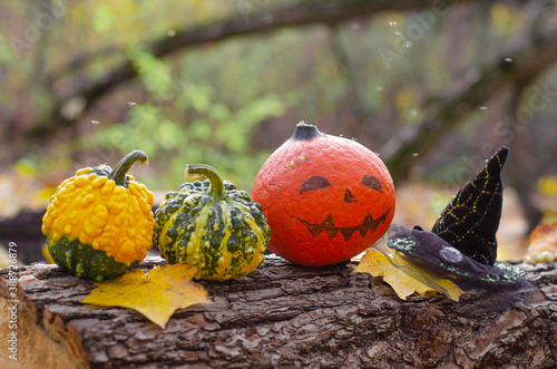 Decorated mini pumpkins with a painted face and a witch's hat on a fallen tree log in the autumn forest. Fallen yellow leaves, a fun Halloween celebration.