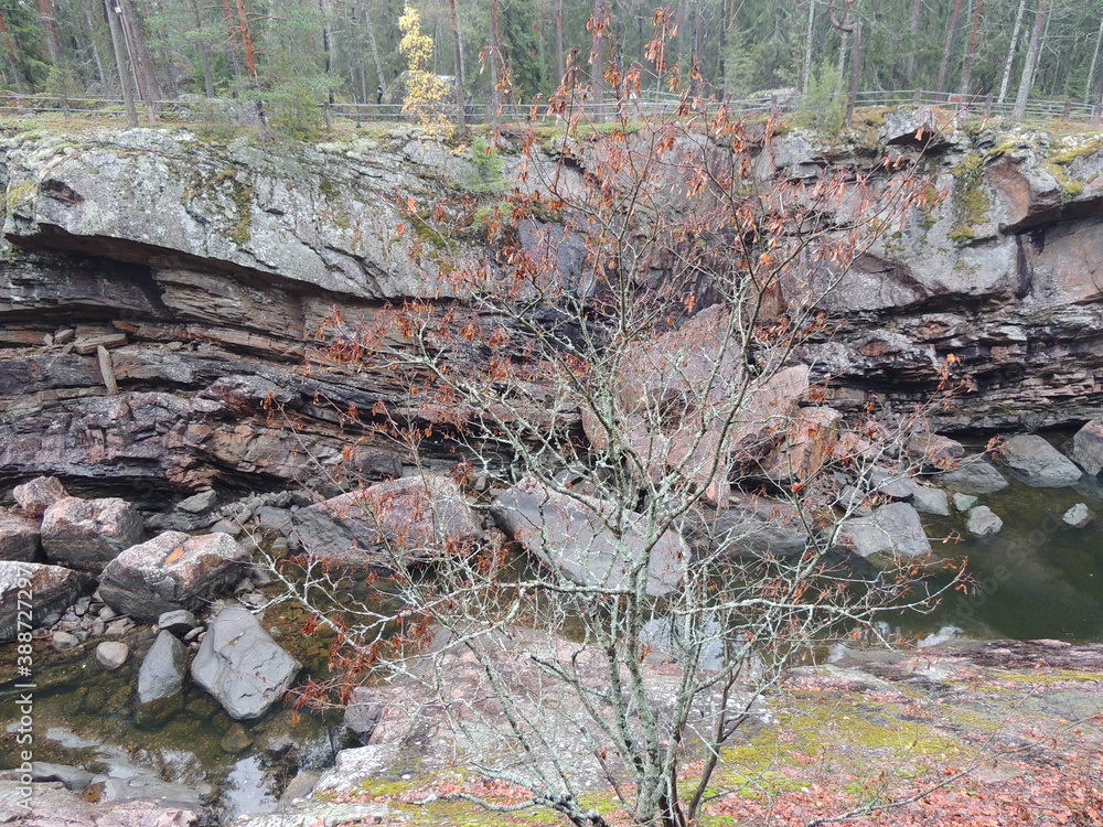 forest, tree, nature, trees, wood, moss, landscape, leaves, autumn, green, water, woods, river, stream, fall, root, natural, plant, spring, leaf, rock, grass, outdoors, path, wilderness forest, tree, nature, trees, wood, moss, landscape, leaves, autumn, green, water, woods, river, stream, fall, root, natural, plant, spring, leaf, rock, grass, outdoors, path, wilderness