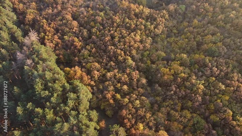 Aerial footage of fall forest
