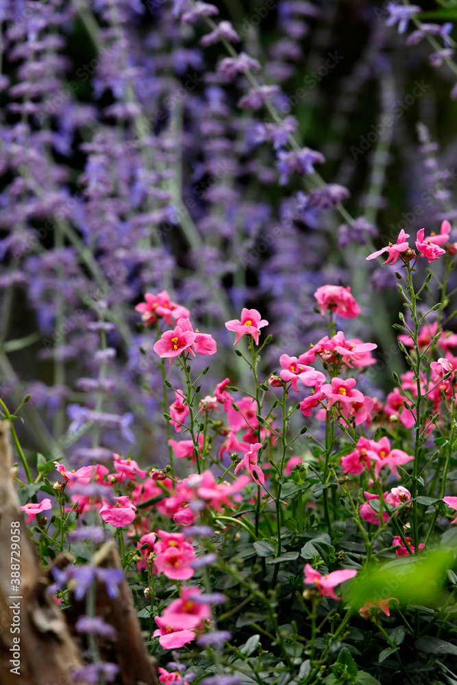 Obraz premium Blauraute (Perovskia atriplicifolia) und Elfensporn (Diascia) Gartenpflanzen mit vielen Blüten