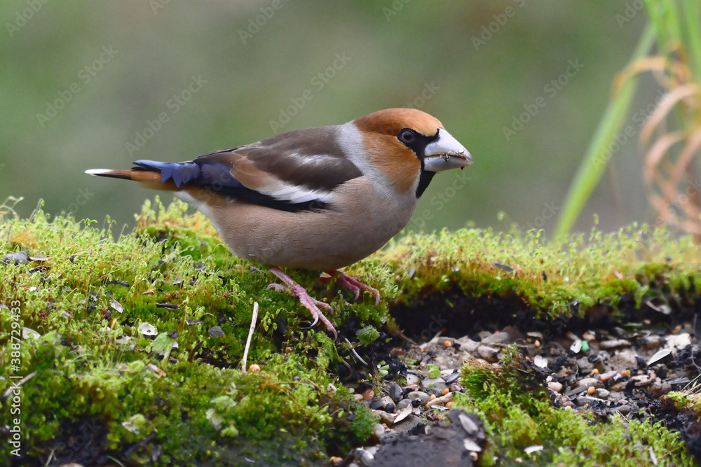 Fototapeta premium Male Hawfinch (Coccothraustes coccothraustes) in Sierra Morena (Spain)