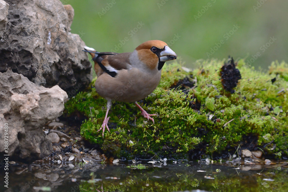 Male Hawfinch (Coccothraustes coccothraustes) in Sierra Morena (Spain) Male Hawfinch (Coccothraustes coccothraustes) in Sierra Morena (Spain)