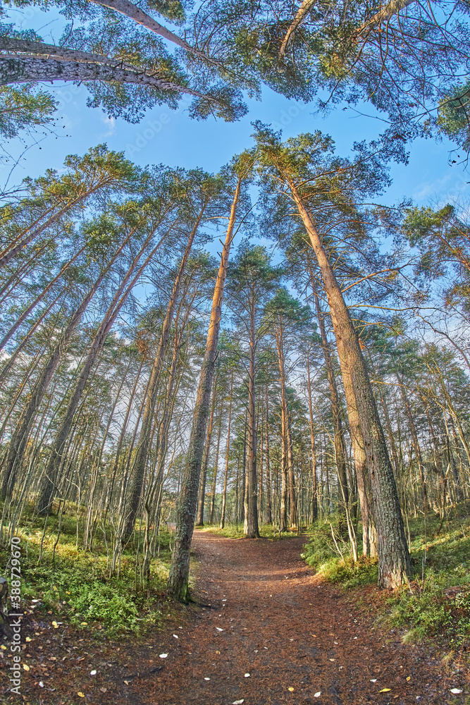 beautiful forest road in autumn beautiful forest road in autumn