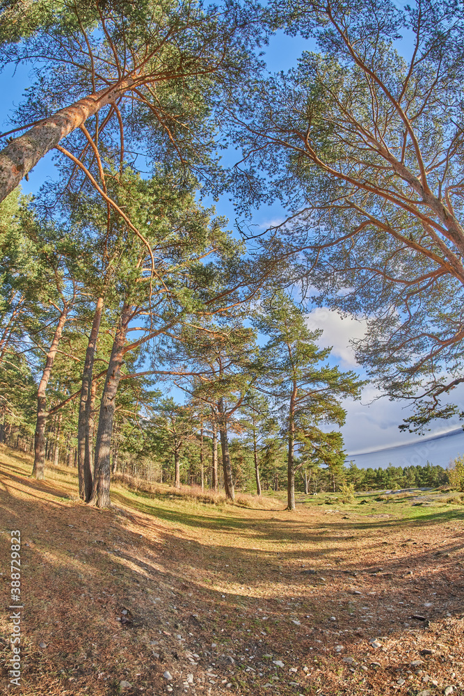 Obraz premium autumn in the pine forest