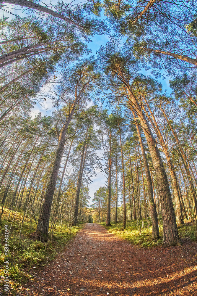 Fototapeta premium beautiful forest road in autumn