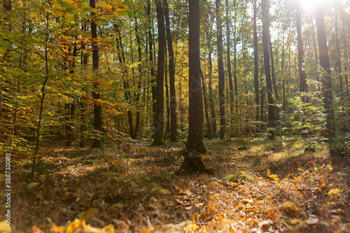 Fototapeta Naklejka Na Ścianę i Meble -  Autumn trees in the sunshine. Colorful autumn landscape