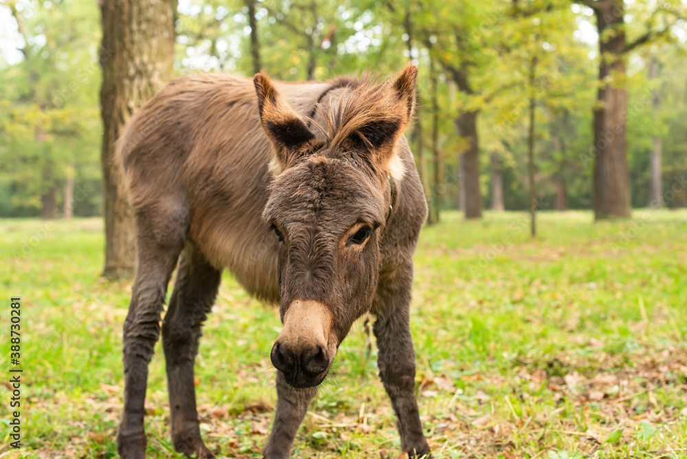 Fototapeta premium portrait of a donkey it the field
