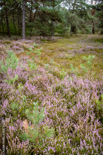 Heather, a late blooming flower, at the end of summer in Mehlingen, Germany