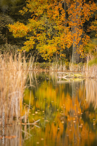 shore of the pond in autumn atmosphere