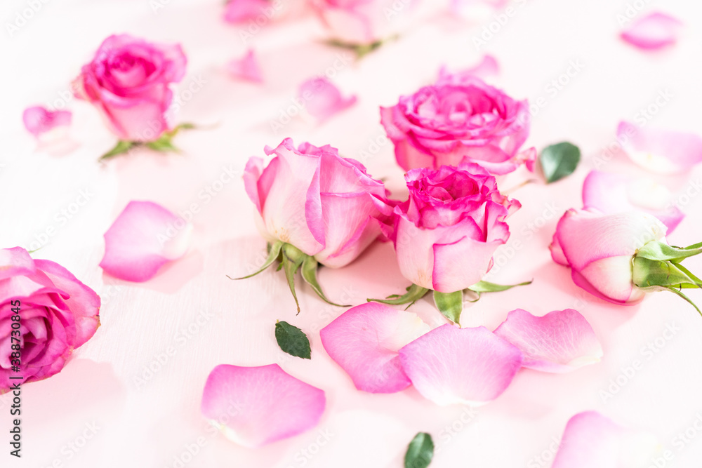 Fototapeta premium Pink roses