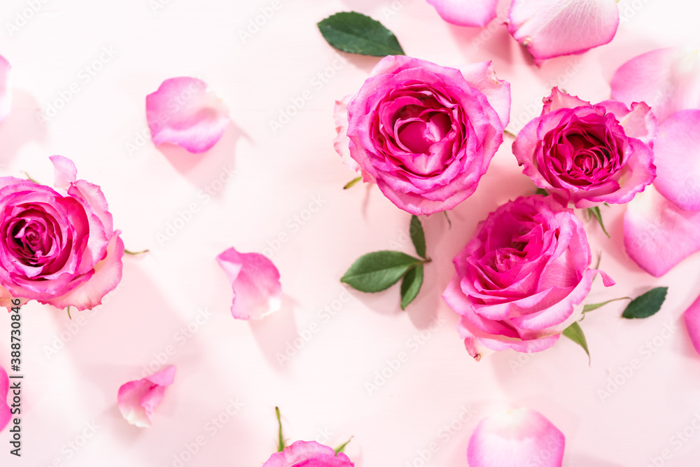 Pink roses Pink roses