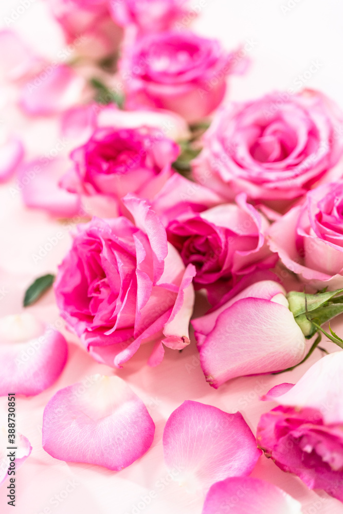 Pink roses Pink roses