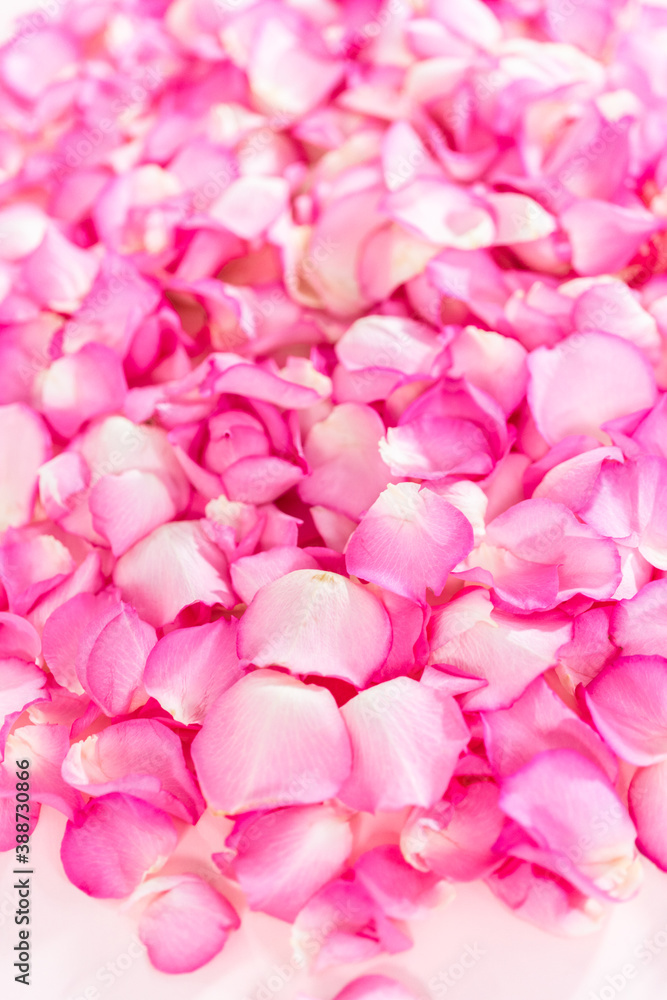 Rose petals
