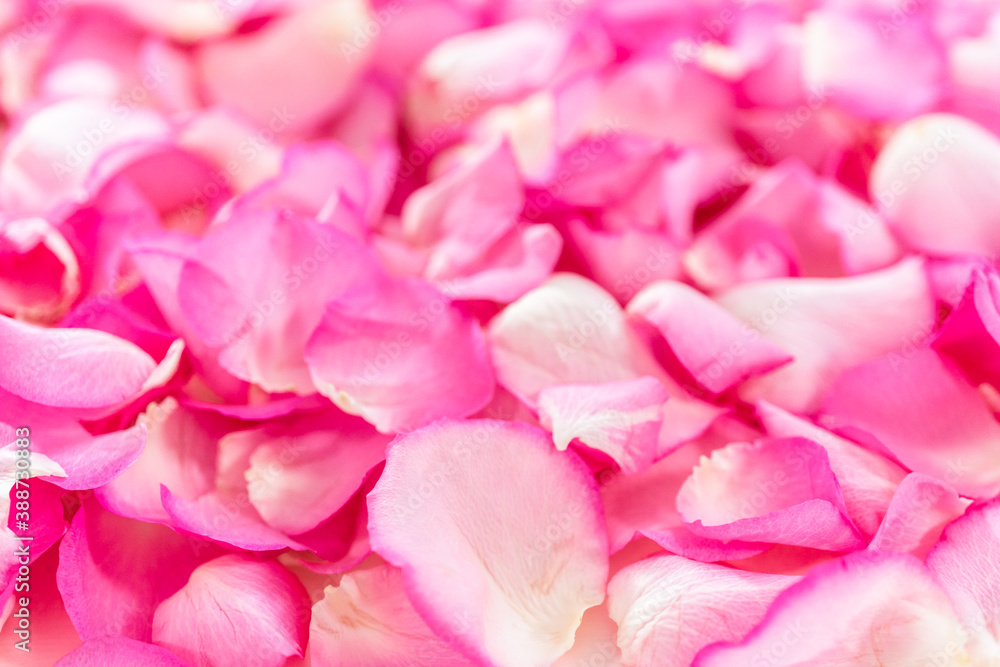 Rose petals Rose petals