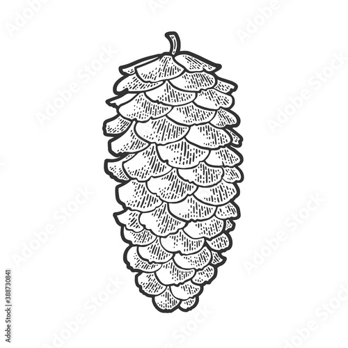 spruce pine cone sketch engraving vector illustration. T-shirt apparel print design. Scratch board imitation. Black and white hand drawn image.