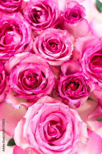 Pink roses