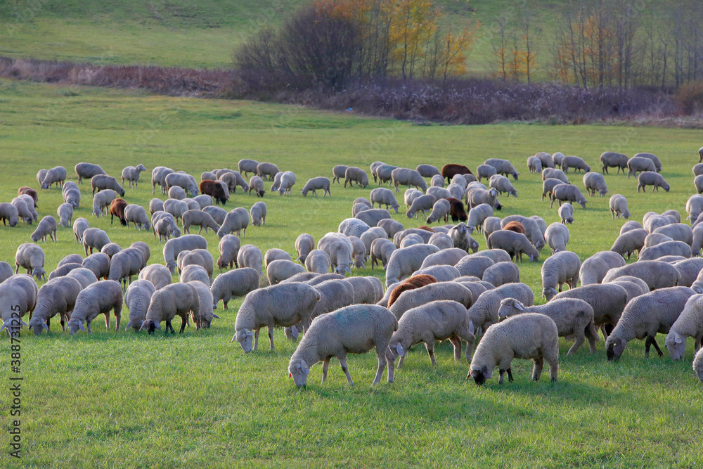 Hausschaf Herde auf Weide, Bayern, Deutschland