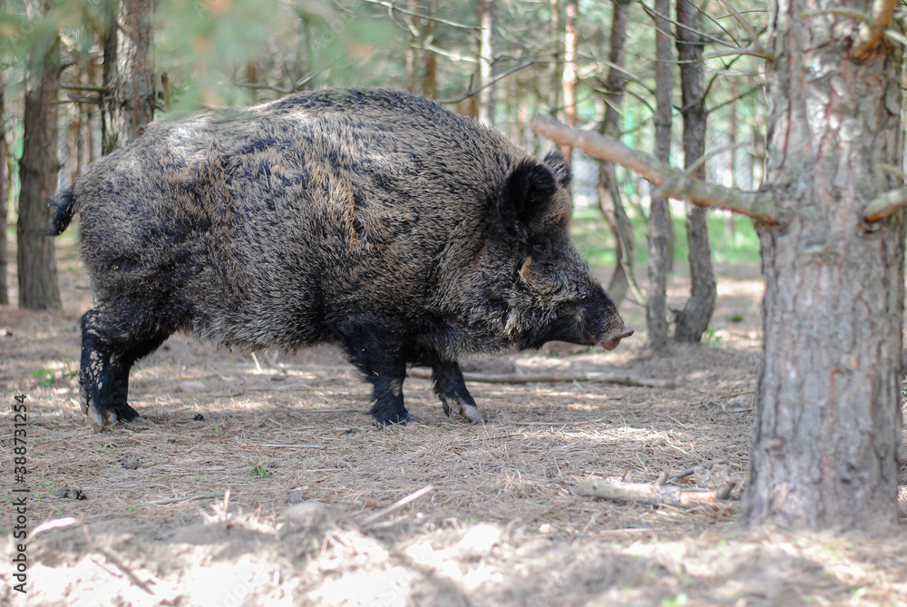 Wild boar walks in the reserved forest and looks into the eyes Wild boar walks in the reserved forest and looks into the eyes