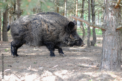 Fotografie, Tablou Wild boar walks in the reserved forest and looks into the eyes