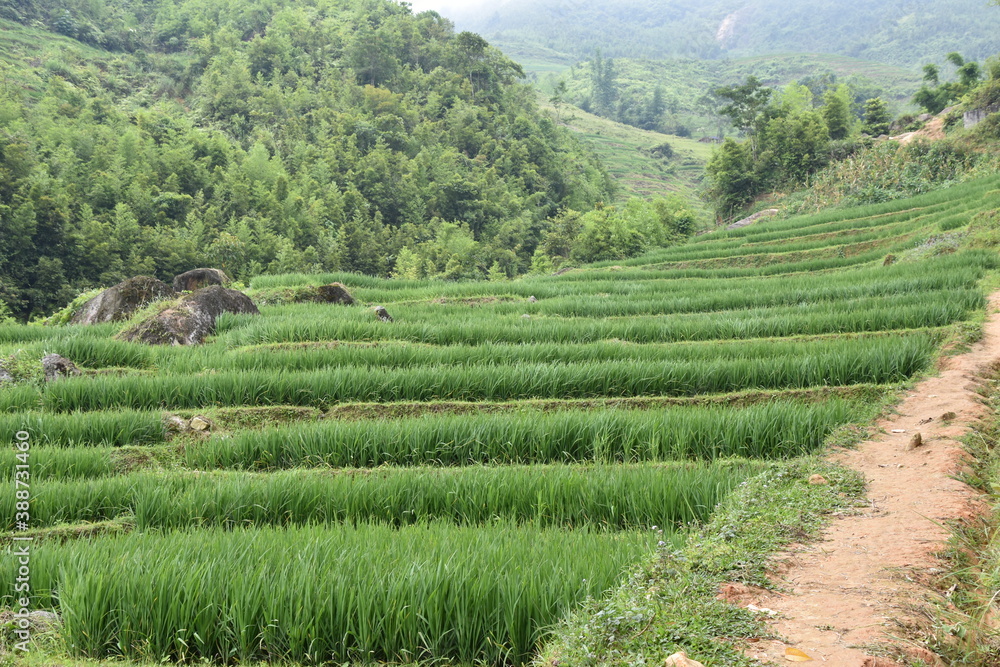 Lush, Green Rice Paddy Terraces Alongside Hiking Trail, Sa Pa, Vietnam