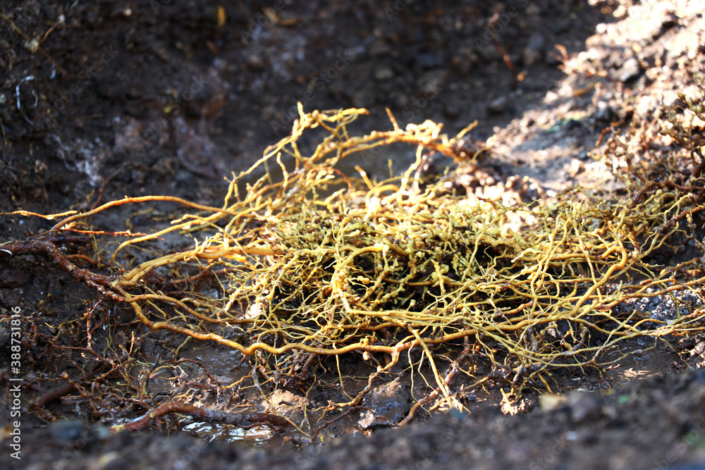 Pomogrante roots Pomogrante roots