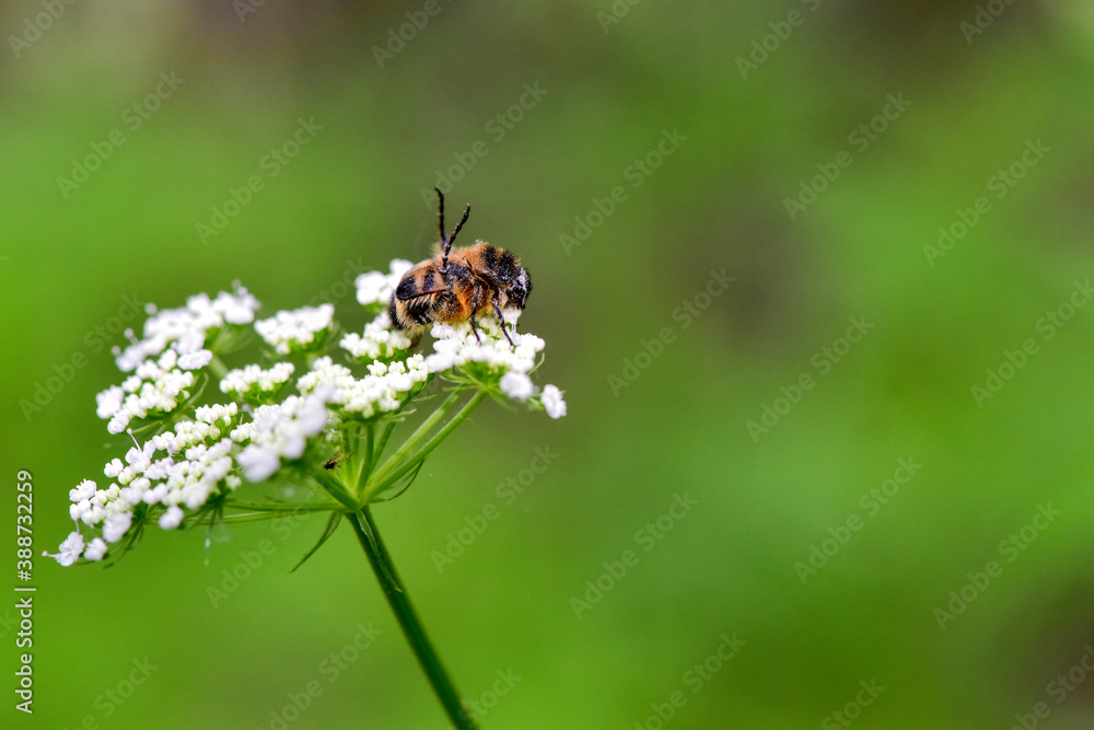 In a beautiful green background, Chinese herbal medicine, wild viburnum, and insects that inhabit it In a beautiful green background, Chinese herbal medicine, wild viburnum, and insects that inhabit it