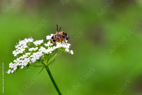 In a beautiful green background, Chinese herbal medicine, wild viburnum, and insects that inhabit it © Xiangli