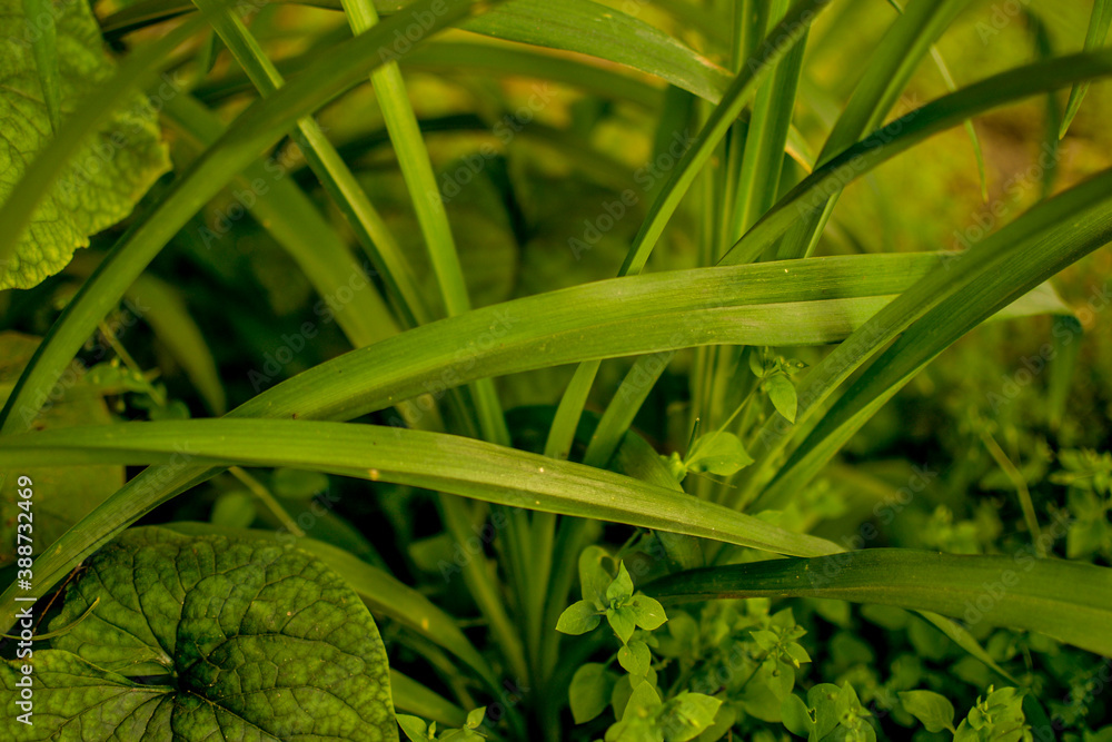 Green tropical plant close-up. Abstract natural floral background Selective focus Green tropical plant close-up. Abstract natural floral background Selective focus