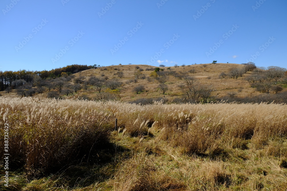 Obraz premium 自然の野原