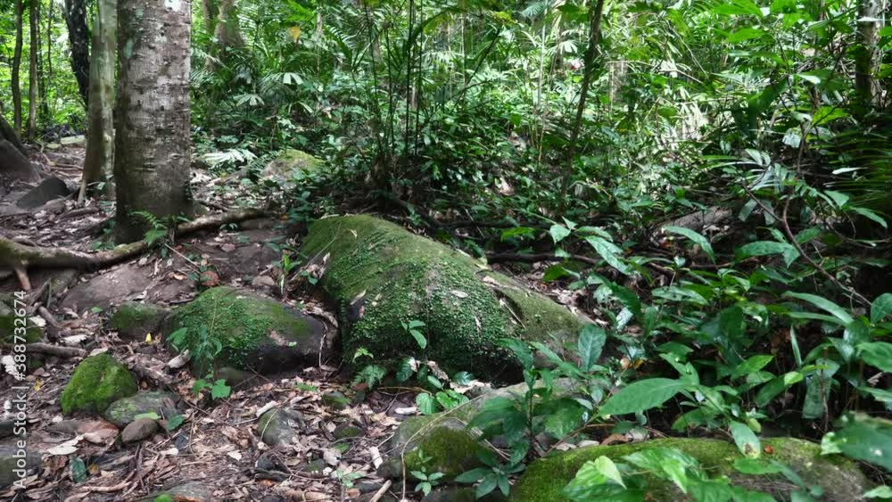 Tropical Jungles with Green Rain Forest, Lianas and Moss Stones in Southeast Asia. Beautiful Scenery Landscape with Trees Surrounded by Lush Bright Greenery at Summer Time, Thailand Tropical Jungles with Green Rain Forest, Lianas and Moss Stones in Southeast Asia. Beautiful Scenery Landscape with Trees Surrounded by Lush Bright Greenery at Summer Time, Thailand