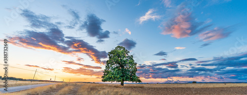 Isolated chestnut tree near the road at sunset photo