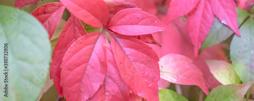 red autumn leaves among yellow foliage  blurry background