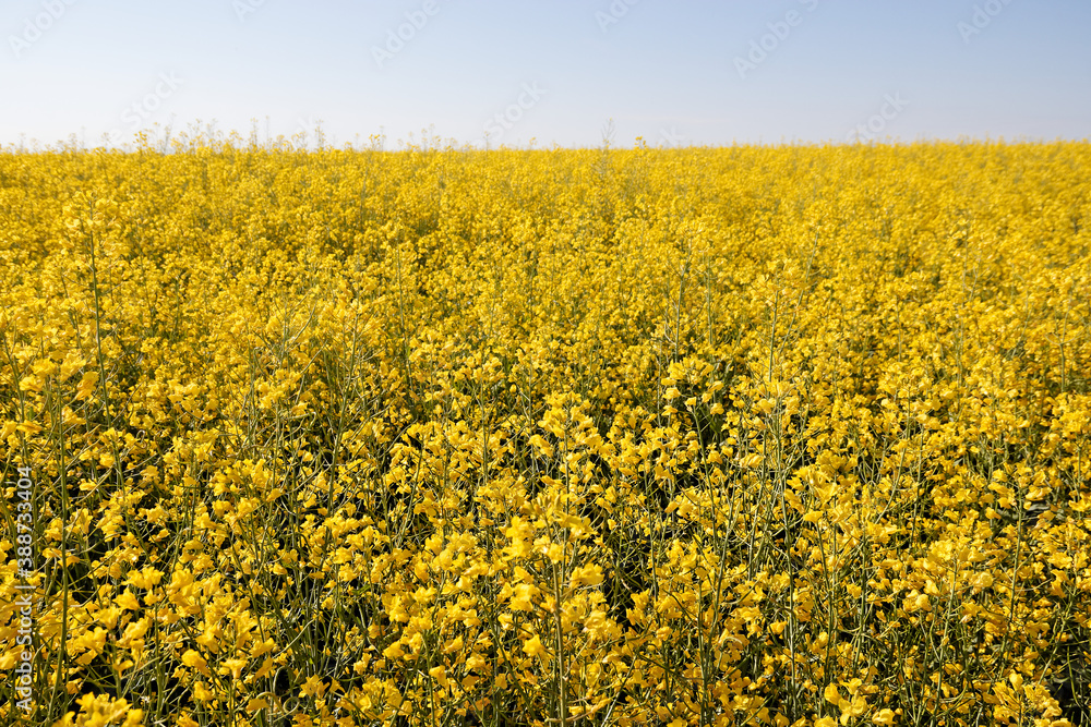 rapeseed yellow field with road against blue sky rapeseed yellow field with road against blue sky