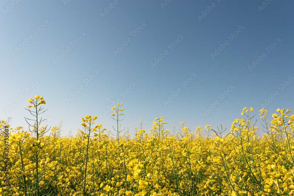 rapeseed yellow field with road against blue sky rapeseed yellow field with road against blue sky