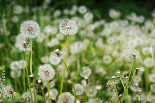 meadow with white dandelion flowers in green grass
