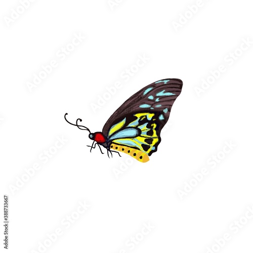 A butterfly isolated on a white background