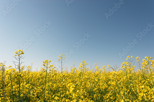 rapeseed yellow field with road against blue sky