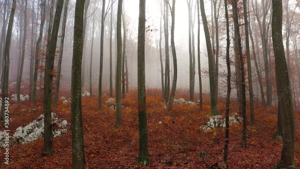 Flight slow upwards in the foggy autumn woods with falling leaves. Flight slow upwards in the foggy autumn woods with falling leaves.