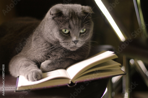 cat with book