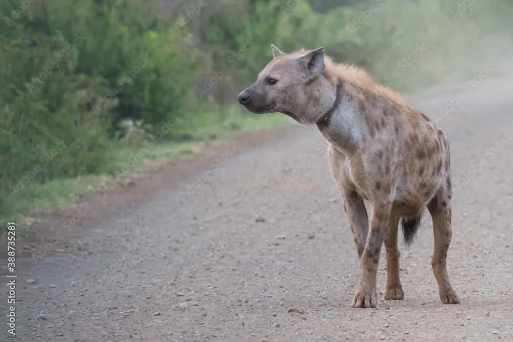 Fototapeta premium Adult spotted hyena (Crocuta crocuta) with a healed injury from a snare around its neck in Kruger National Park, South Africa with bokeh background