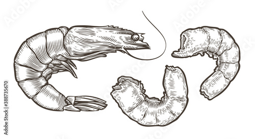 Shrimp sketch. Seafood, food vintage vector illustration