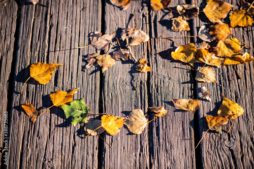 hojas en el suelo encima de las tablas de un parque en el otoño photo