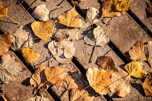 hojas en el suelo encima de las tablas de un parque en el otoño photo