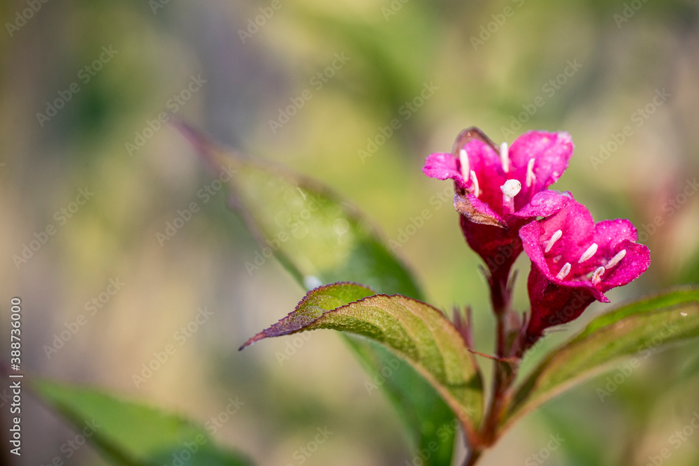 Lores rosas con el estílo muy largo y se polinizan Lores rosas con el estílo muy largo y se polinizan
